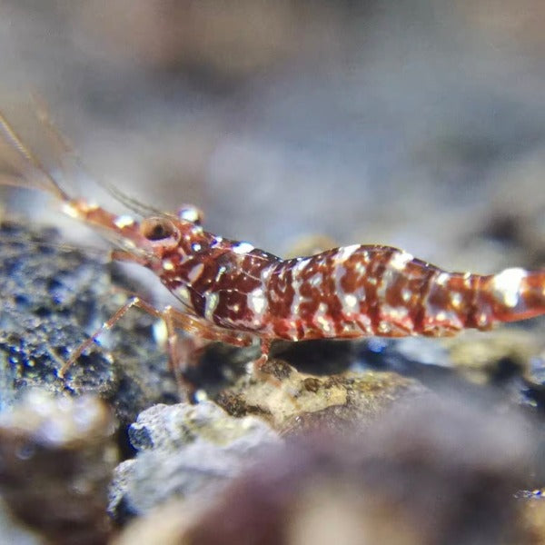 虎紋蘭花蘇蝦  ( Caridina sp. )