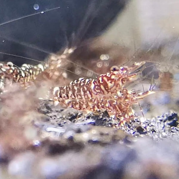 虎紋蘭花蘇蝦  ( Caridina sp. )