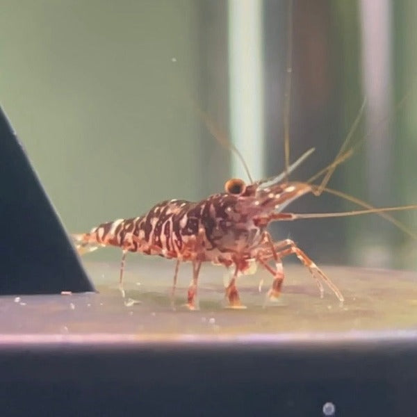 虎紋蘭花蘇蝦  ( Caridina sp. )