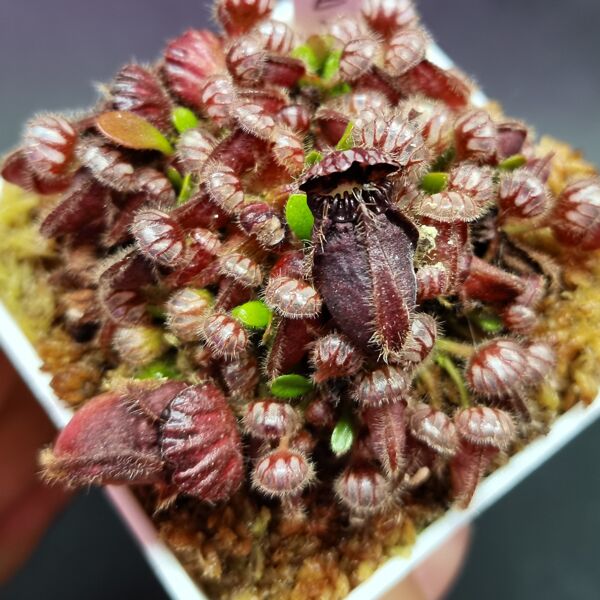 土瓶草Cephalotus Follicularis German giant x Czech giant - 森流 GreenFlow - 動植物造景專門店