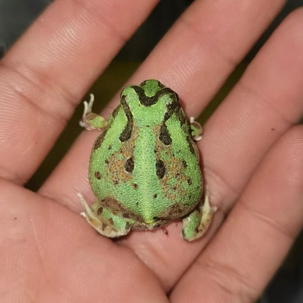 波子角蛙（ Chacophrys pierottii ）