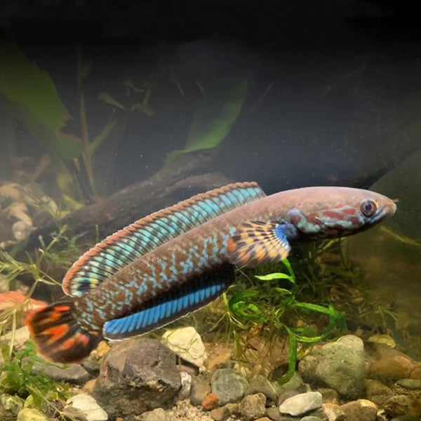 七彩雷龍 Rainbow Snakehead ( Channa Bleheri ) - 小型雷龍 - 森流 GreenFlow - 動植物造景專門店