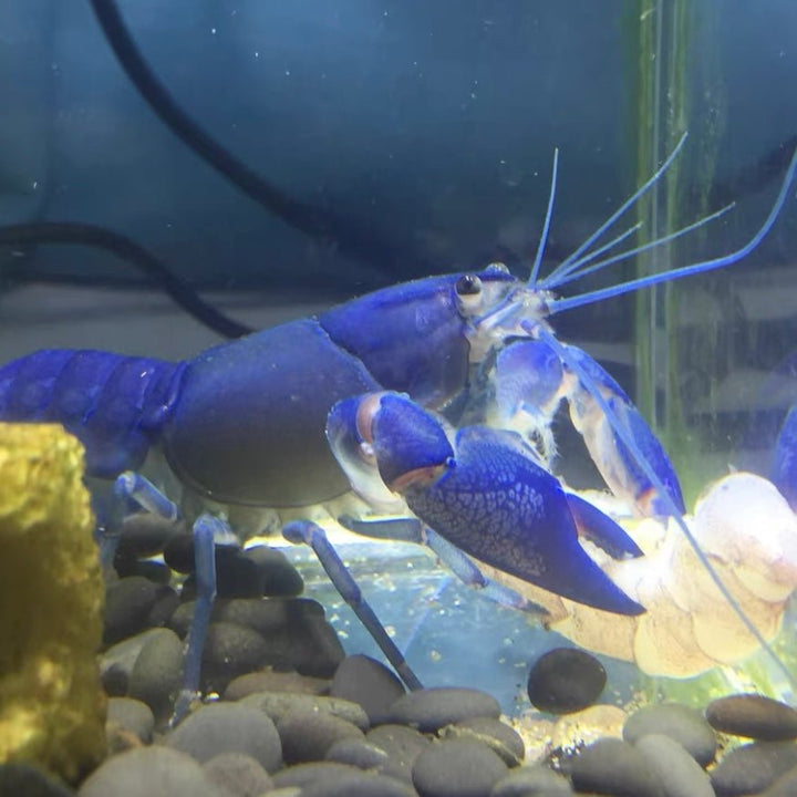 天空藍魔（ Cherax destructor ） - 森流 GreenFlow - 動植物造景專門店