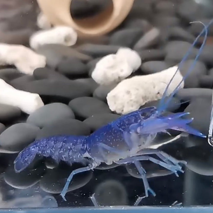 天空藍魔（ Cherax destructor ） - 森流 GreenFlow - 動植物造景專門店