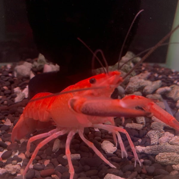 火焰澳洲淡水龍蝦  （ Cherax quadricarinatus ‘ Tangerine’）