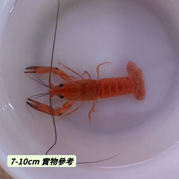 火焰澳洲淡水龍蝦  （ Cherax quadricarinatus ‘ Tangerine’）