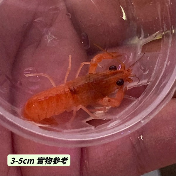 火焰澳洲淡水龍蝦  （ Cherax quadricarinatus ‘ Tangerine’）