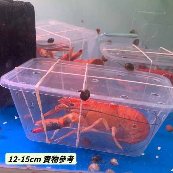 火焰澳洲淡水龍蝦  （ Cherax quadricarinatus ‘ Tangerine’）