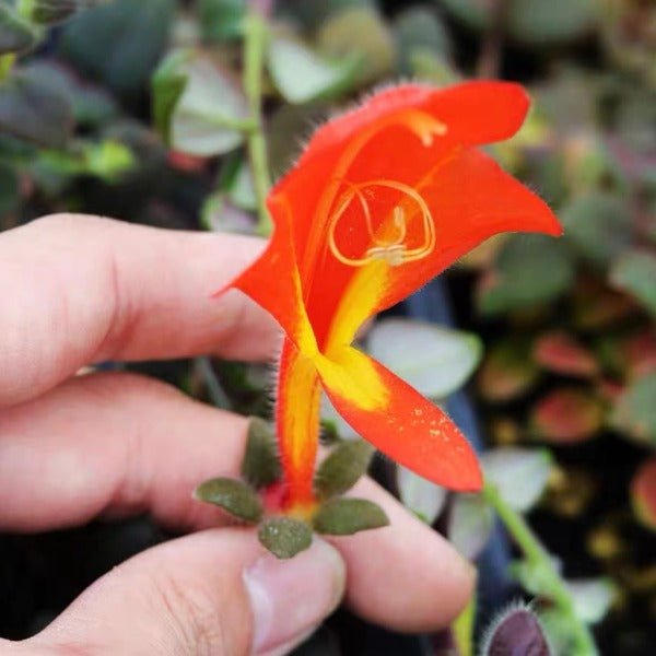 南美金魚藤 ( Columnea sp. ) - 森流 GreenFlow - 動植物造景專門店