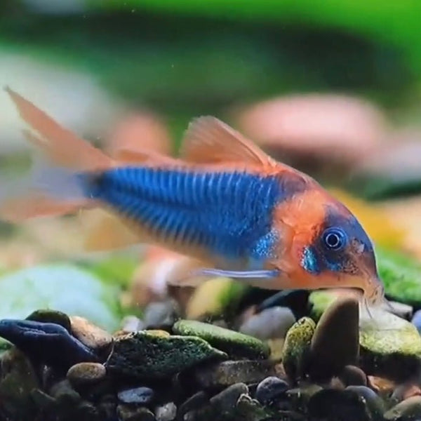 尼格羅青鼠 ( Corydoras eques )  - 森流 GreenFlow - 動植物造景專門店