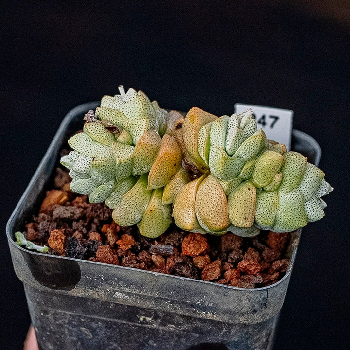 稚兒姿青龍鎖（Crassula deceptor )