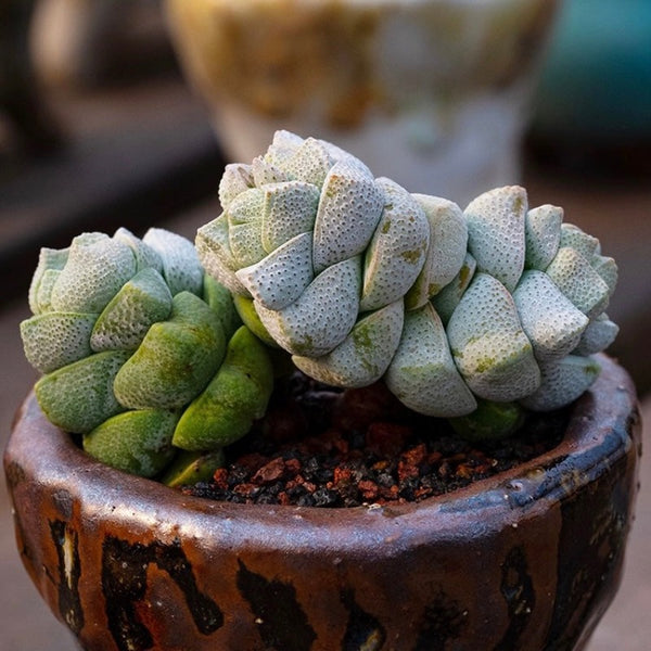 稚兒姿青龍鎖（Crassula deceptor )