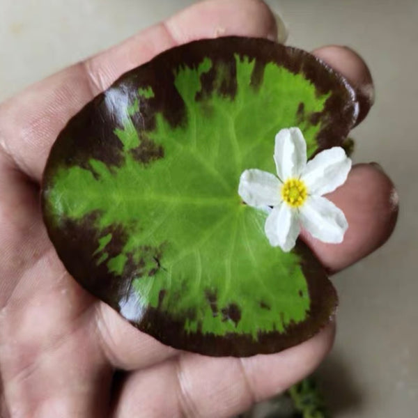 龍骨一葉蓮 Crested Floating Heart ( Nymphoides hydrophylla )