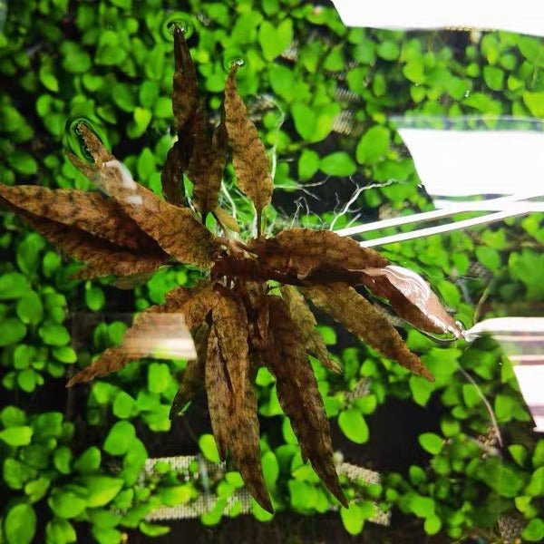 咖啡椒草 ( Cryptocoryne beckettii petchii ) - 森流 GreenFlow - 動植物造景專門店