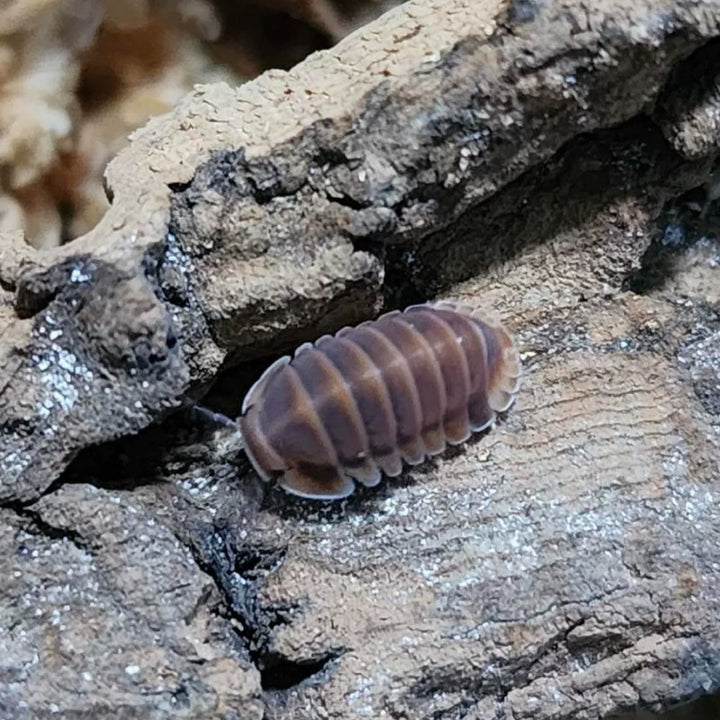 红镭射鼠婦 （ Cubaris ‘ Red Laser ’ ）