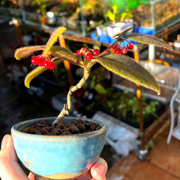 虎舌紅紫金牛 Ardisia mamillata hance