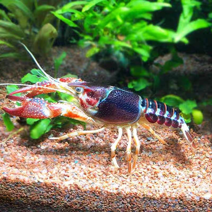 三色幽靈美螯（ Procambarus clarkii ) - 森流 GreenFlow - 動植物造景專門店