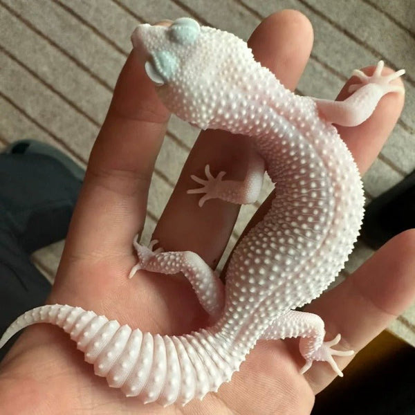 惡魔白酒豹紋守宮 Diablo Blanco Leopard Gecko（ Eublepharis macularius ） - 森流 GreenFlow - 動植物造景專門店