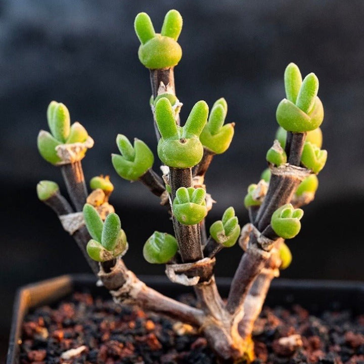 兔子枝幹番杏 Dicrocaulon ramulosum - 森流 GreenFlow - 動植物造景專門店