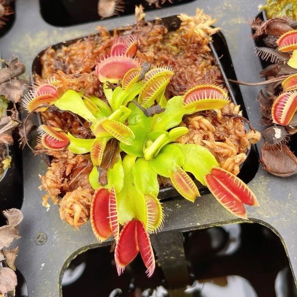 大嘴捕蠅草 ( Dionaea muscipula ‘ Big Mouth ’ ) - 森流 GreenFlow - 動植物造景專門店