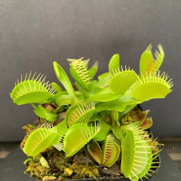 大嘴捕蠅草 ( Dionaea muscipula ‘ Big Mouth ’ ) - 森流 GreenFlow - 動植物造景專門店