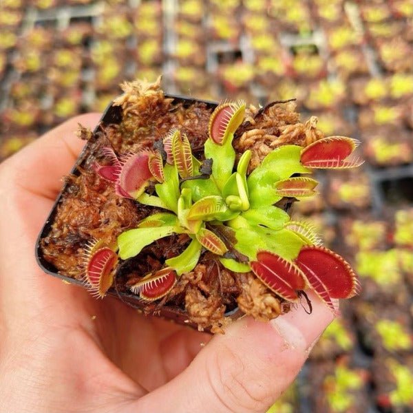 大嘴捕蠅草 ( Dionaea muscipula ‘ Big Mouth ’ ) - 森流 GreenFlow - 動植物造景專門店