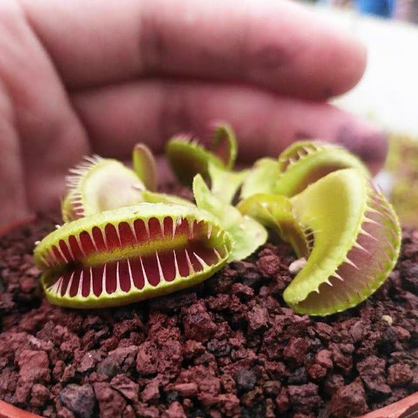 奸笑捕蠅草 ( Dionaea muscipula ‘ Jaws Smiley ’ ) - 森流 GreenFlow - 動植物造景專門店