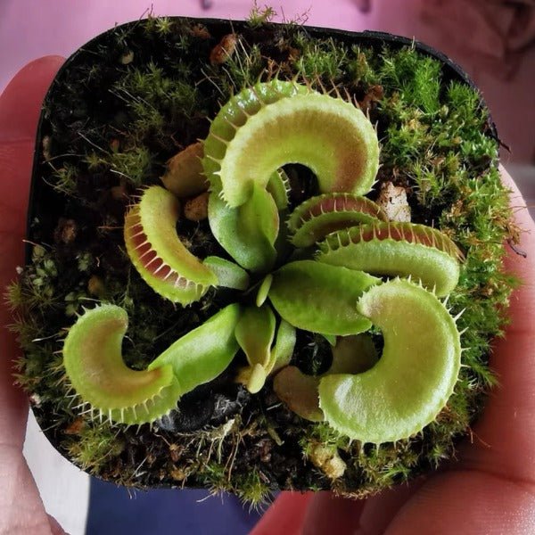 奸笑捕蠅草 ( Dionaea muscipula ‘ Jaws Smiley ’ ) - 森流 GreenFlow - 動植物造景專門店