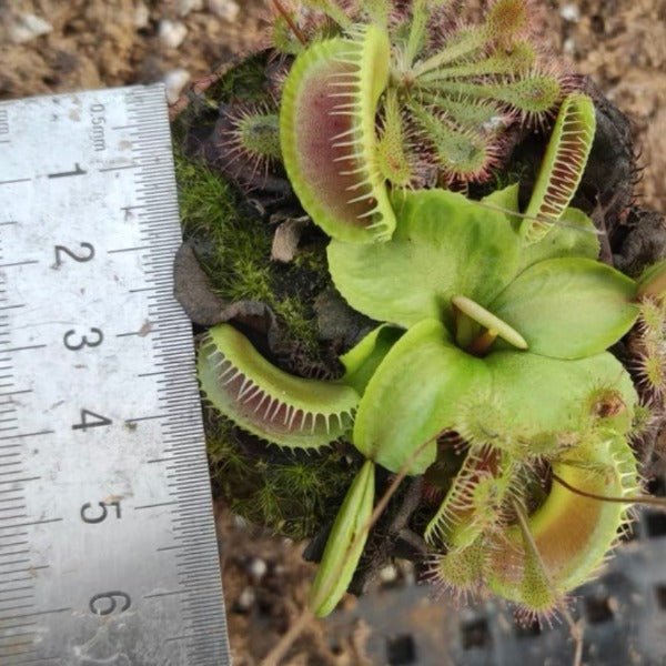 奸笑捕蠅草 ( Dionaea muscipula ‘ Jaws Smiley ’ ) - 森流 GreenFlow - 動植物造景專門店