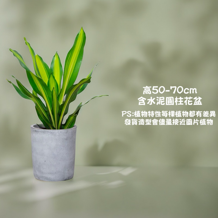 金心巴西鐵-室內中型盆栽（ Dracaena fragrans var. ）