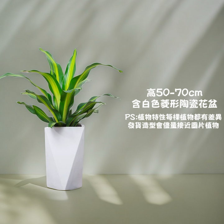 金心巴西鐵-室內中型盆栽（ Dracaena fragrans var. ）