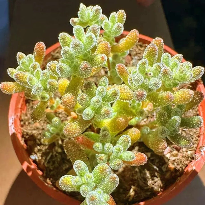 冰晶枝幹番杏（Drosanthemum sp.Skilpad ) - 森流 GreenFlow - 動植物造景專門店