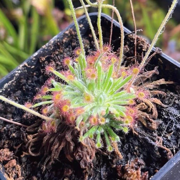 北領地毛氈苔茅膏菜 Drosera derbyensis - 森流 GreenFlow - 動植物造景專門店