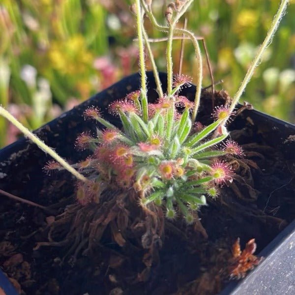 北領地毛氈苔茅膏菜 Drosera derbyensis - 森流 GreenFlow - 動植物造景專門店