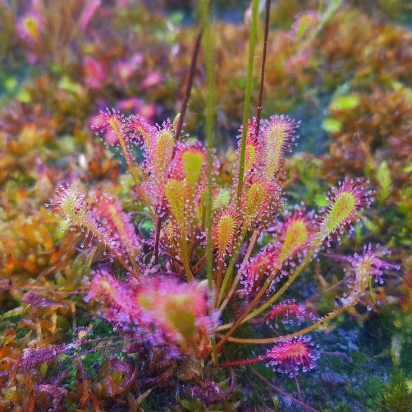 巢型毛氈苔茅膏菜 ( Drosera nidiformis ) - 森流 GreenFlow - 動植物造景專門店