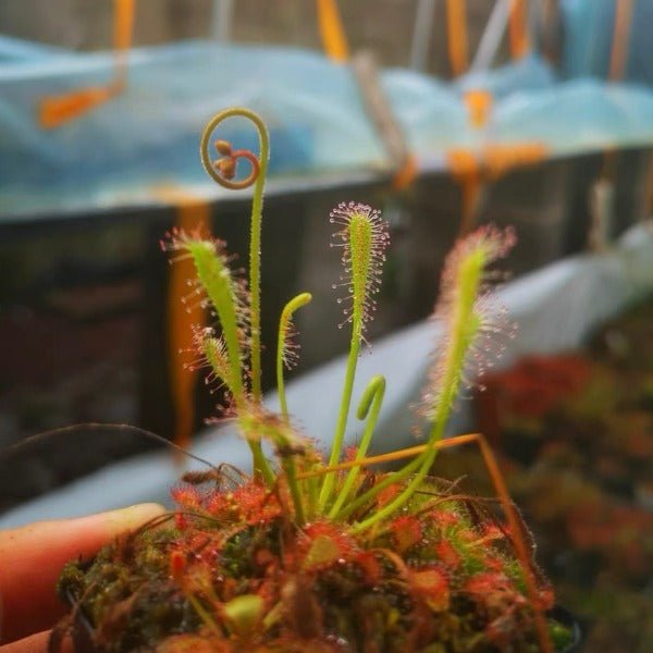 巢型毛氈苔茅膏菜 ( Drosera nidiformis ) - 森流 GreenFlow - 動植物造景專門店