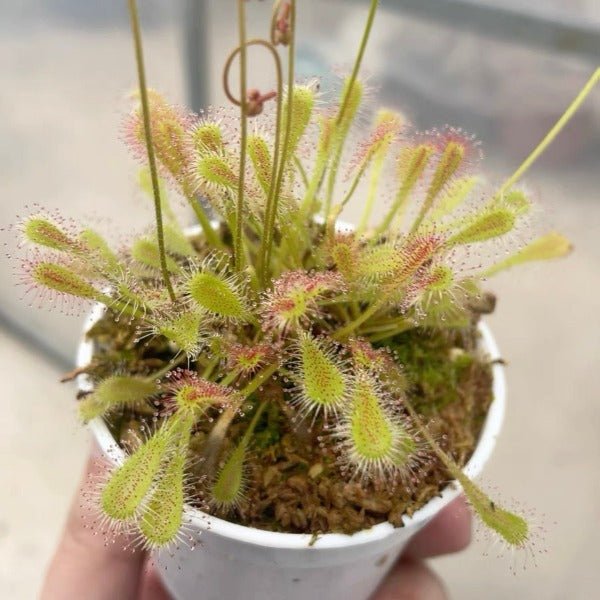 巢型毛氈苔茅膏菜 ( Drosera nidiformis ) - 森流 GreenFlow - 動植物造景專門店