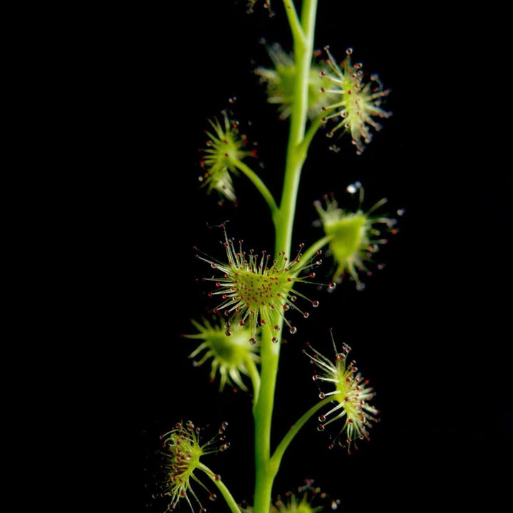 光萼球根茅膏菜 ( Drosera peltata var.glabata ) - 森流 GreenFlow - 動植物造景專門店