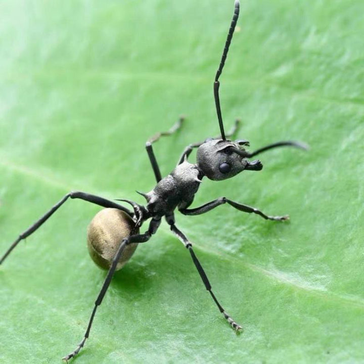 擬黑多刺蟻（Polyrhachis） - 森流 GreenFlow - 動植物造景專門店