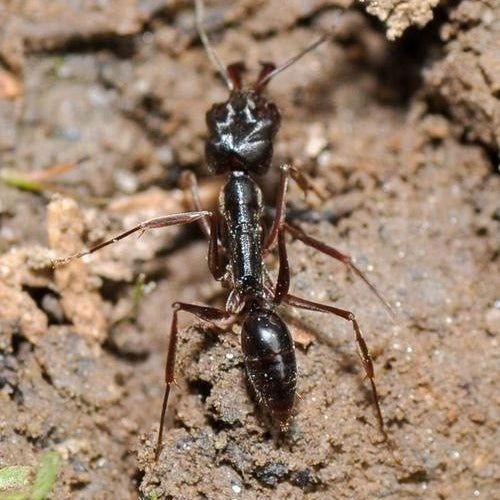 山大齒猛蟻 寵物螞蟻（Odontomachus monticola） - 森流 GreenFlow - 動植物造景專門店