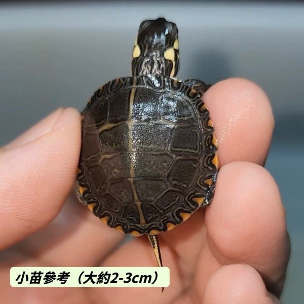 東部錦龜 Eastern Painted Turtle  ( Chrysemys picta picta )