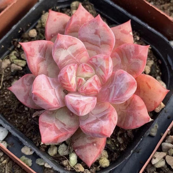 血燕擬石蓮花（Echeveria ' Bloody ' )