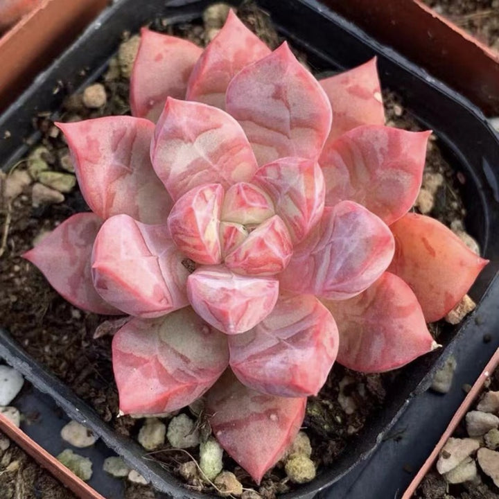 血燕擬石蓮花（Echeveria ' Bloody ' )