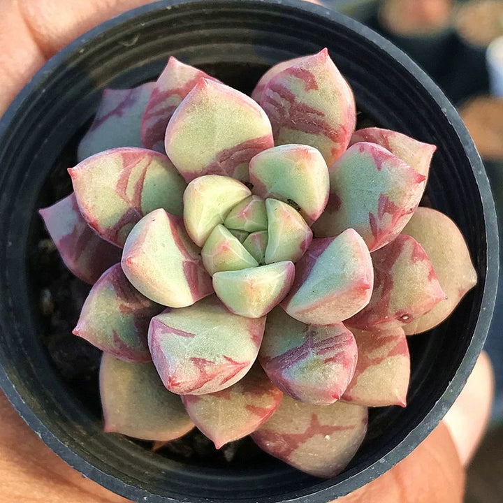 血燕擬石蓮花（Echeveria ' Bloody ' )