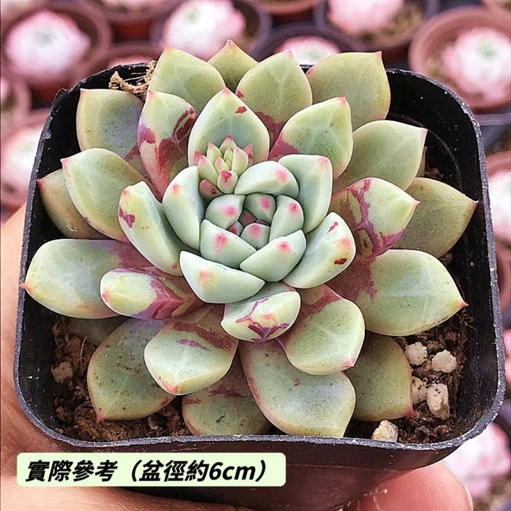 血燕擬石蓮花（Echeveria ' Bloody ' )