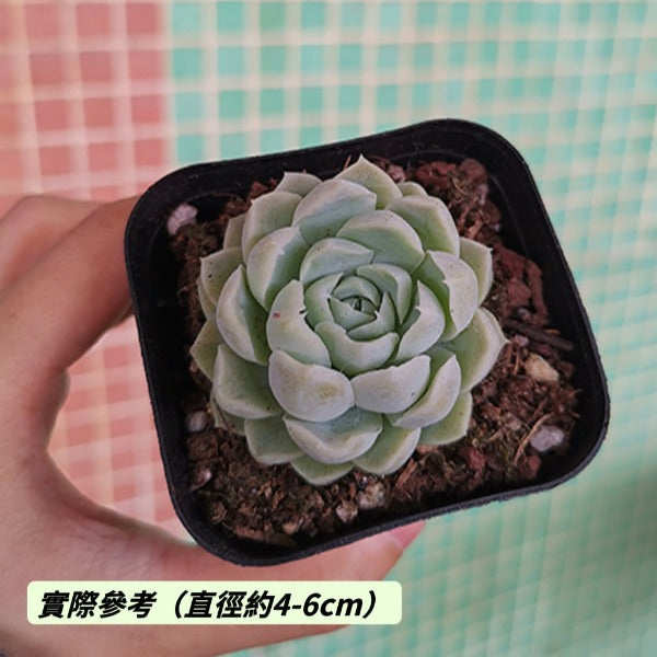 阿爾巴白月影石蓮花 （Echeveria elegans ' alba '）