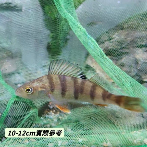 五紋虎 ( Perca fluviatilis ) - 森流 GreenFlow - 動植物造景專門店