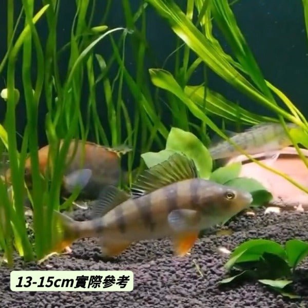 五紋虎 ( Perca fluviatilis ) - 森流 GreenFlow - 動植物造景專門店