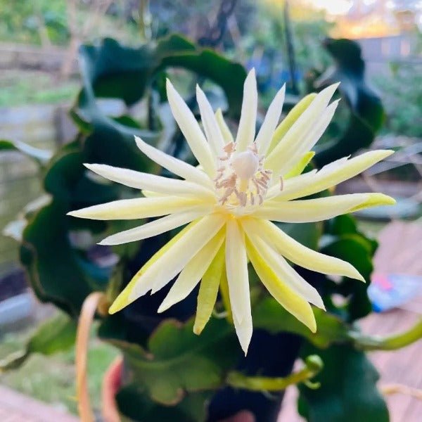 卷葉曇花 Epiphyllum 'Curly Sue'  ( Epiphyllum guatemalense ) - 森流 GreenFlow - 動植物造景專門店