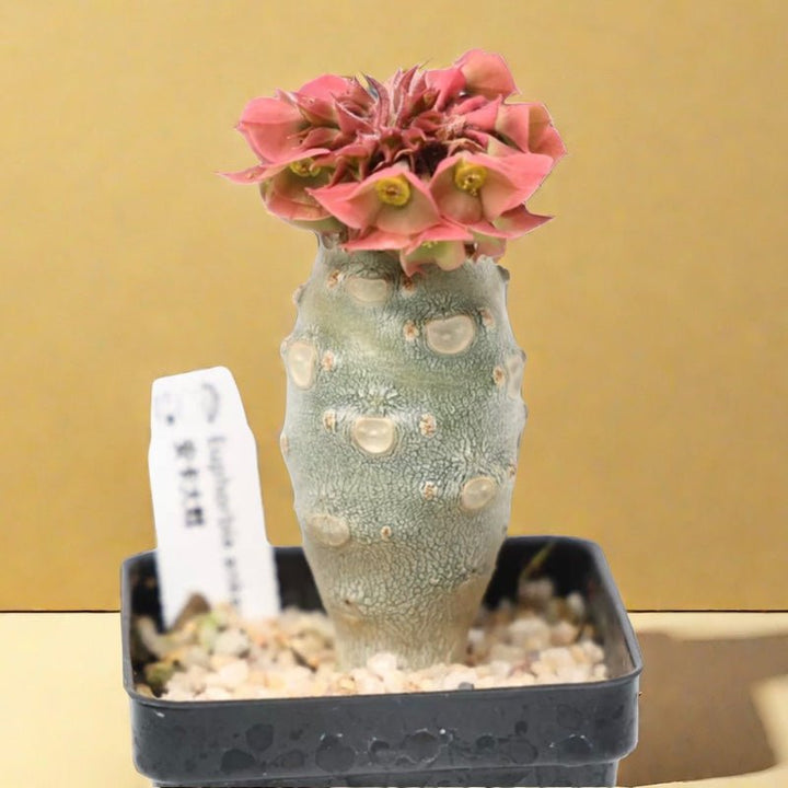 安卡大戟（Euphorbia ankarensis ) - 森流 GreenFlow - 動植物造景專門店